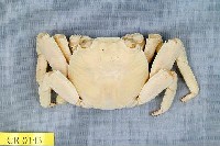 藏品(細紋方蟹)的圖片